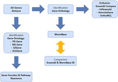Meta Analysis of Human AlzGene Database: Benefits and Limitations of Using C. elegans for the Study of Alzheimer's Disease and Co-morbid Conditions